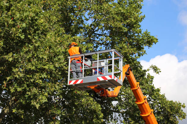 La Monte, MO  Tree Services Company