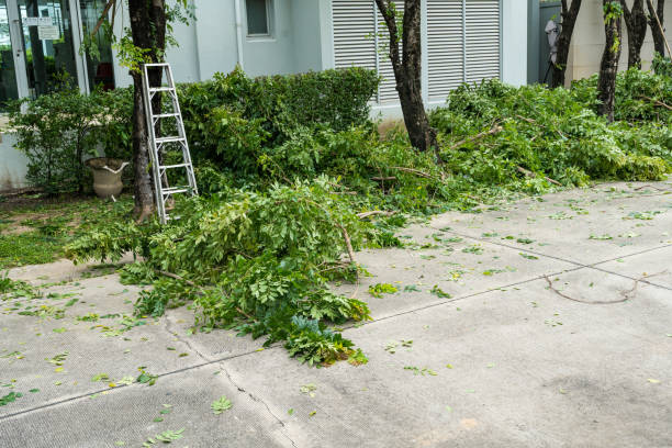 Best Leaf Removal Services  in La Nte, MO