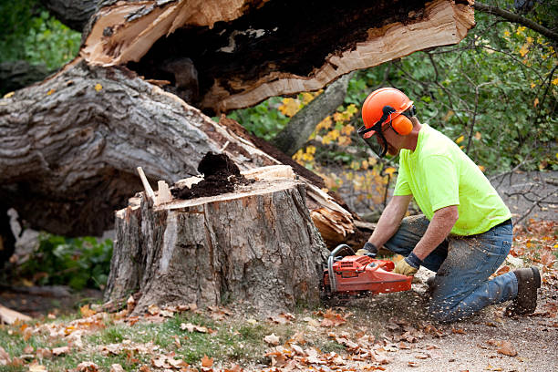 Best Tree Risk Assessment  in La Nte, MO