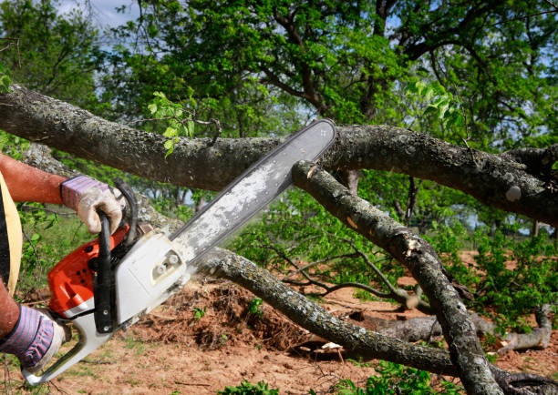 Best Fruit Tree Pruning  in La Nte, MO